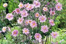 Anemone × hybrida ‘Königin Charlotte’ - all images: Floramedia